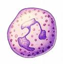 neutrophil